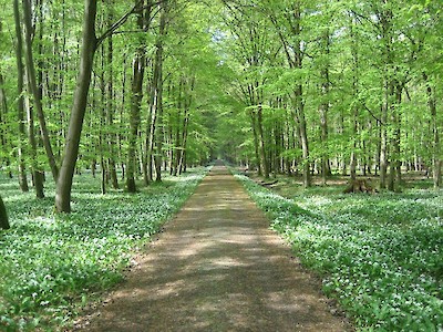 Das Foto zeigt einen Weg im Naturschutzgebiet Mönchbruch