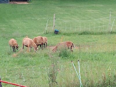 Auch Schafe begegneten Wilma auf ihrer Wanderung.