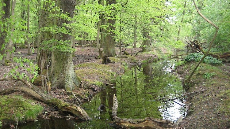 Ein Bach, der durch den Mönchbruchwald fließt.