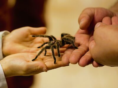 Spinne auf der Hand der Besucher 