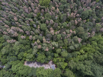 Luftaufnahme der Opelrennbahn im Wald