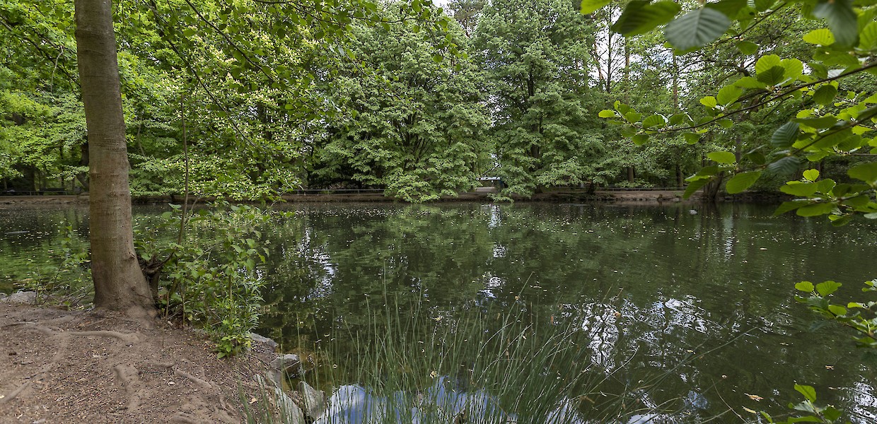 Enten-Teich im Ostpark